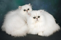 Кошки породы «Шиншилла»