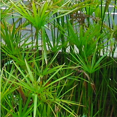 Циперус зонтичный (Cyperus alternifolius)