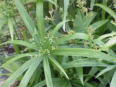 Циперус раскидистый (Cyperus diffusus)