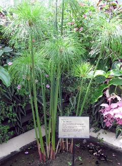 Циперус папирус (Cyperus papyrus)