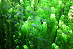 Какое количество рыбок можно содержать в аквариуме?