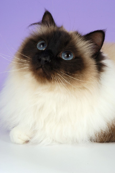 Священная Бирманская кошка