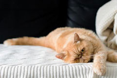 Простуда или грипп у кошки: как узнать и чем лечить?