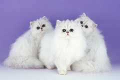 Кошки породы «Шиншилла»