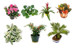 Комнатные растения: покупайте правильно!