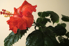 Гибискус китайский, или китайская роза (Hibiscus rosa-sinensis)