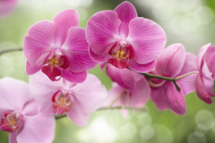 Орхидея – содержание и уход