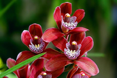 Орхидея – содержание и уход