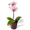мини-орхидея