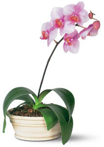мини-орхидеи