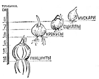 посадка луковиц в грунт