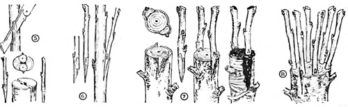 Перепрививка плодовых деревьев