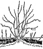 Размножение крыжовника горизонтальными отводками