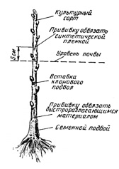 Двойная прививка