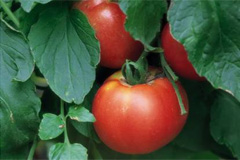 Выращивание помидор - как правильно?