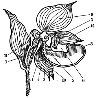 Схема строения цветка венерина башмачка